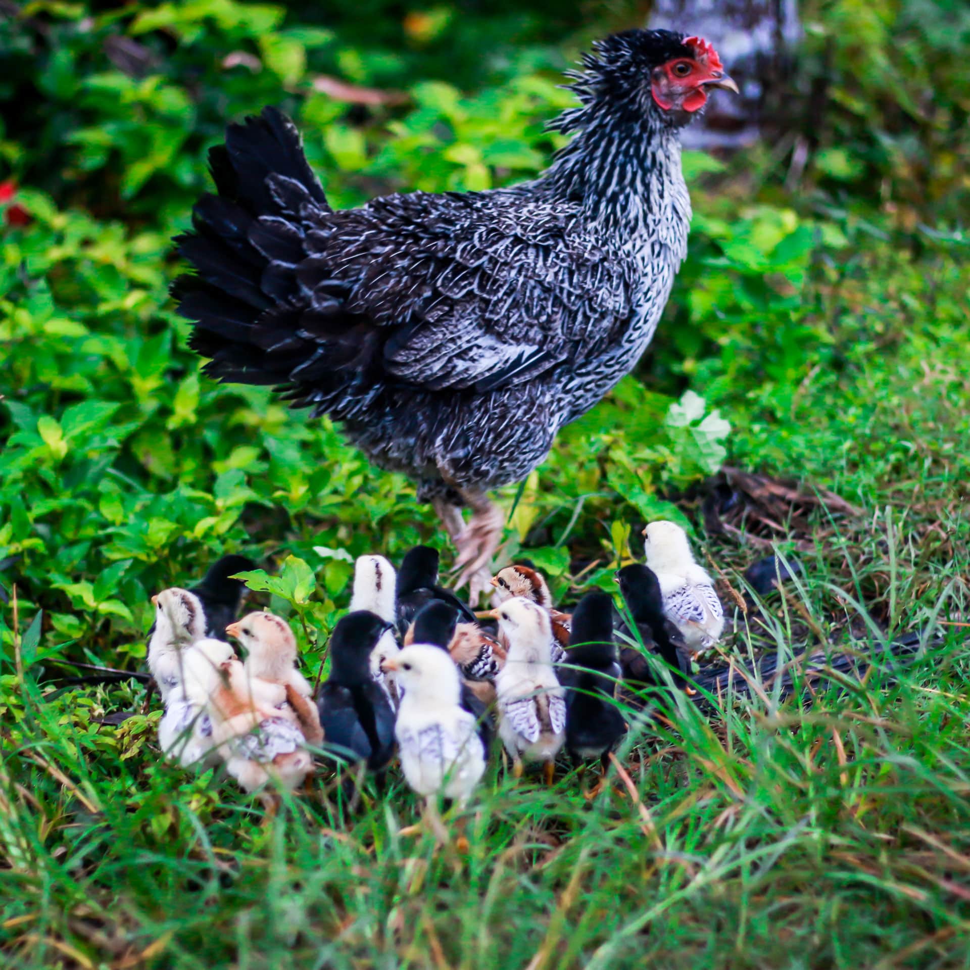 chickens