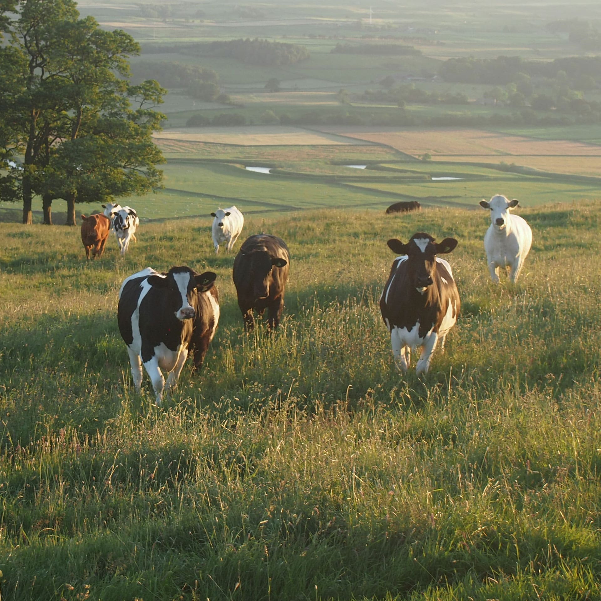 cows